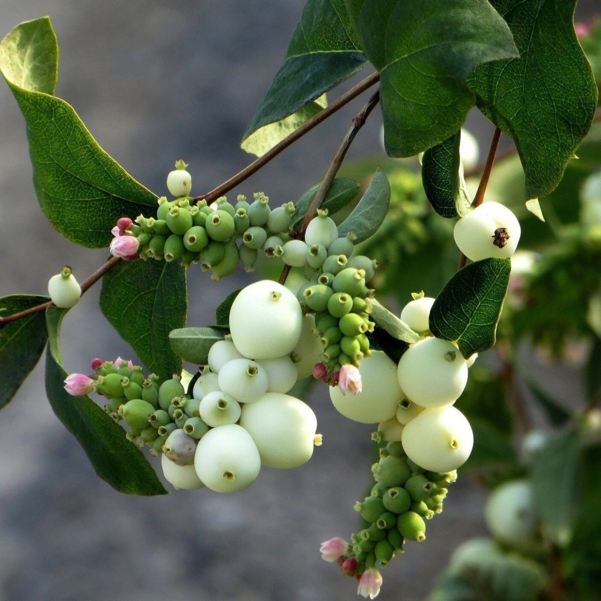 Снежноягодник белый Symphoricarpos Albus