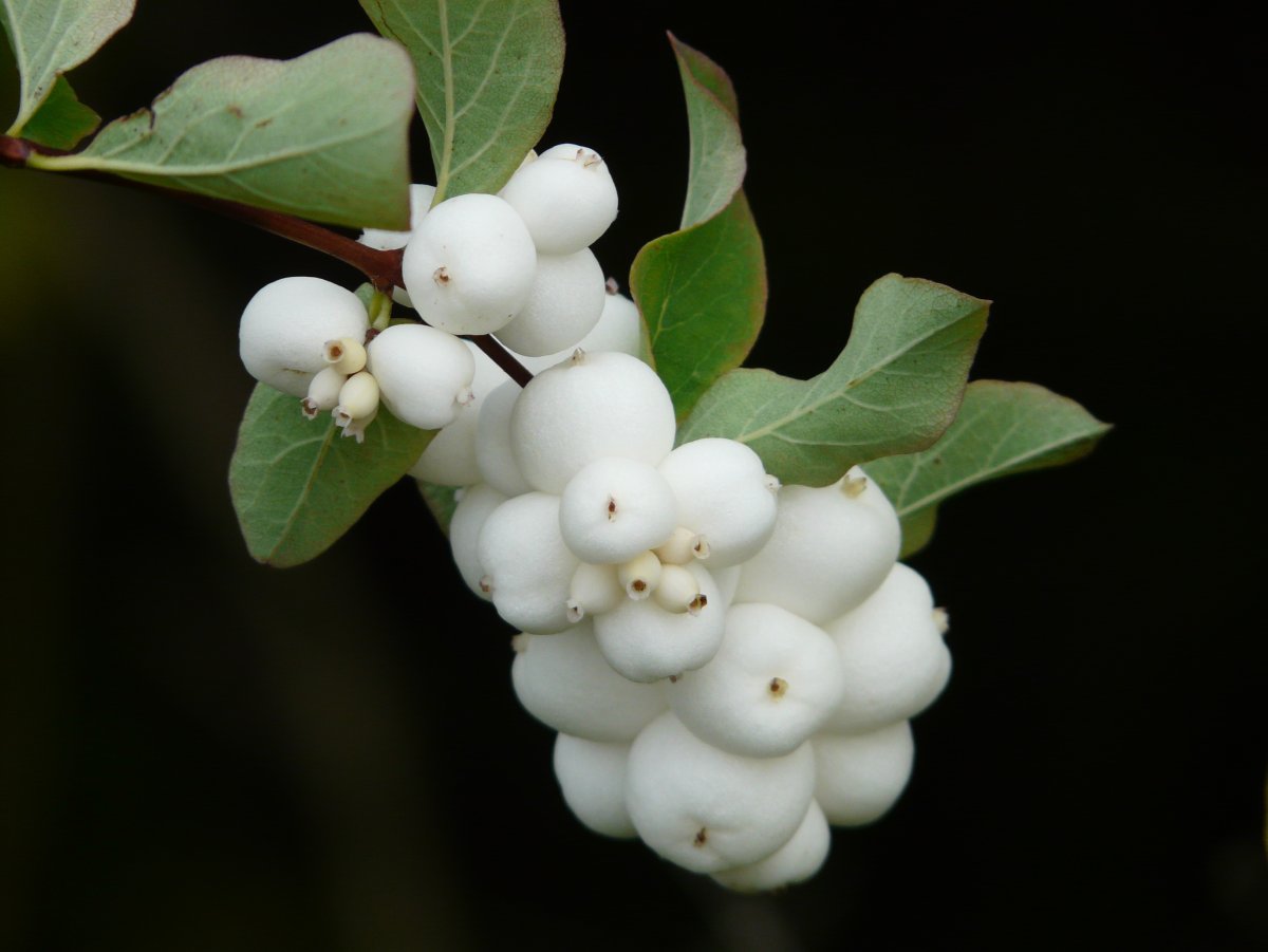 Снежноягодник (Symphoricarpos)