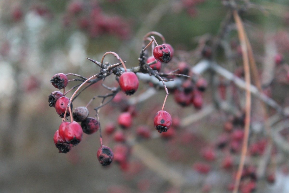 Боярышник плюс (Hawthorn Plus)
