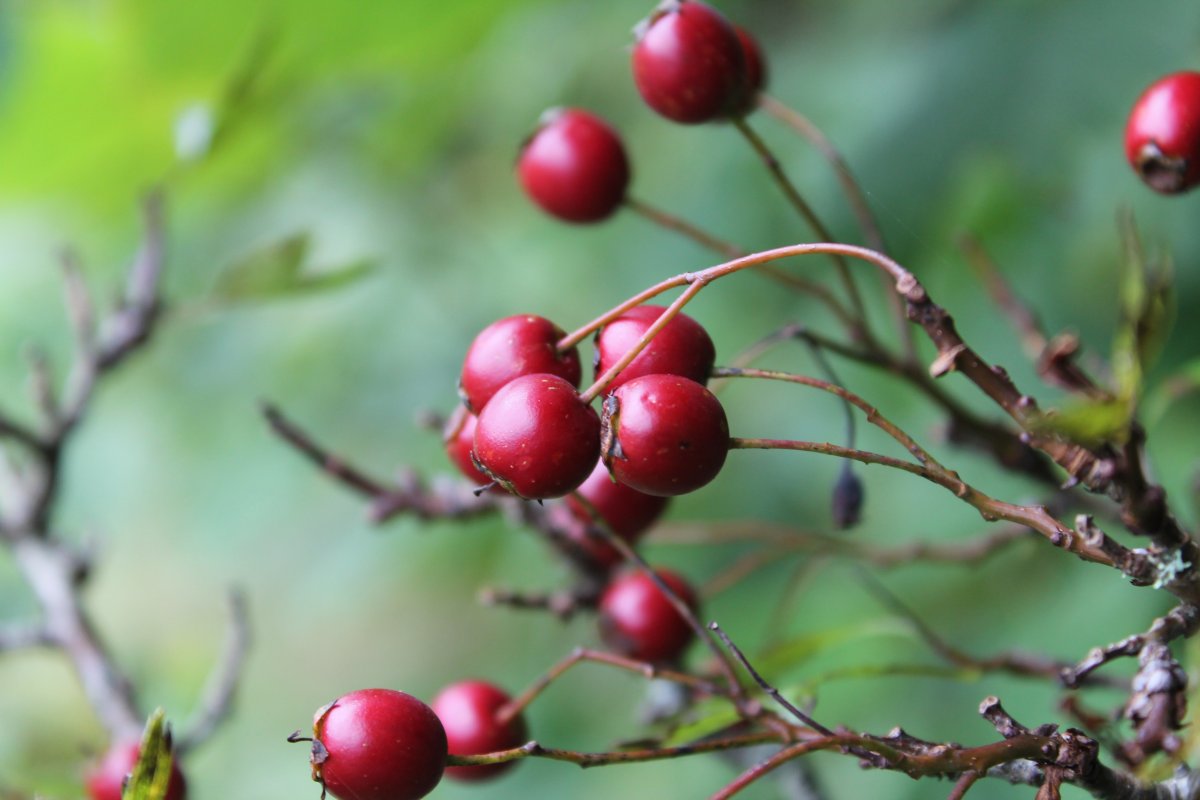Rowan Hawthorn