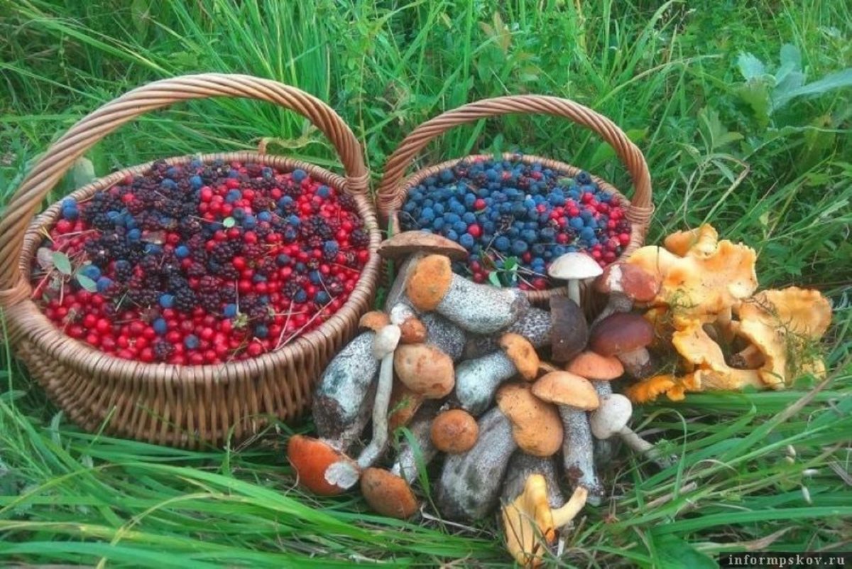Грибы и ягоды Подмосковья