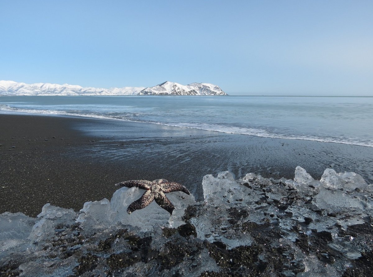 Медвежьи острова Восточно Сибирское море