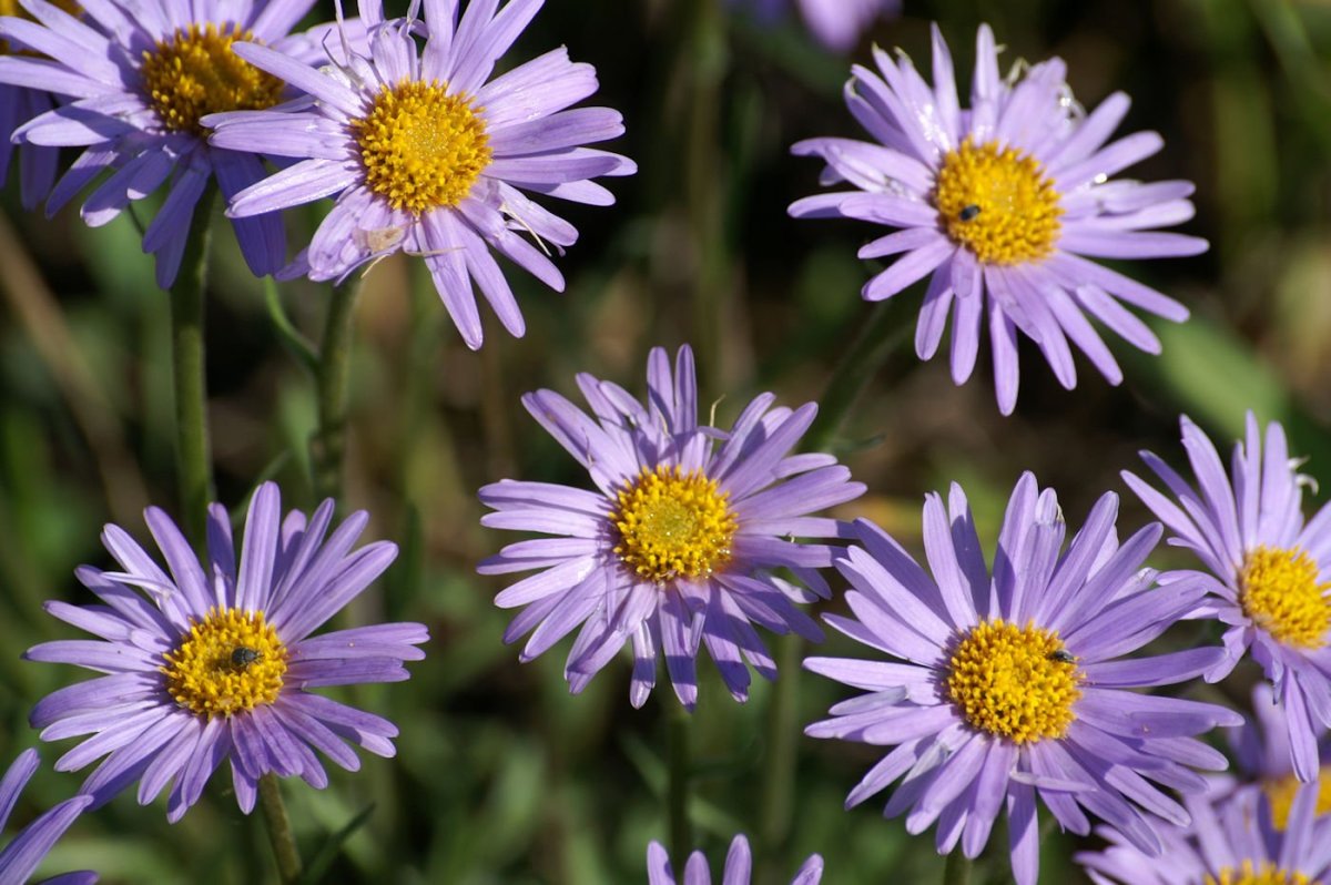 Семейству астровых (Asteraceae)