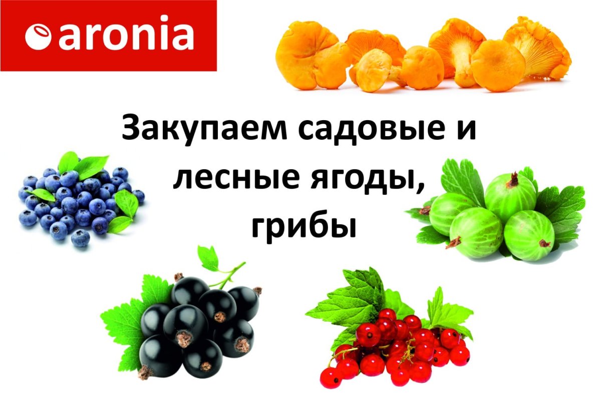 Приём ягод Онеге