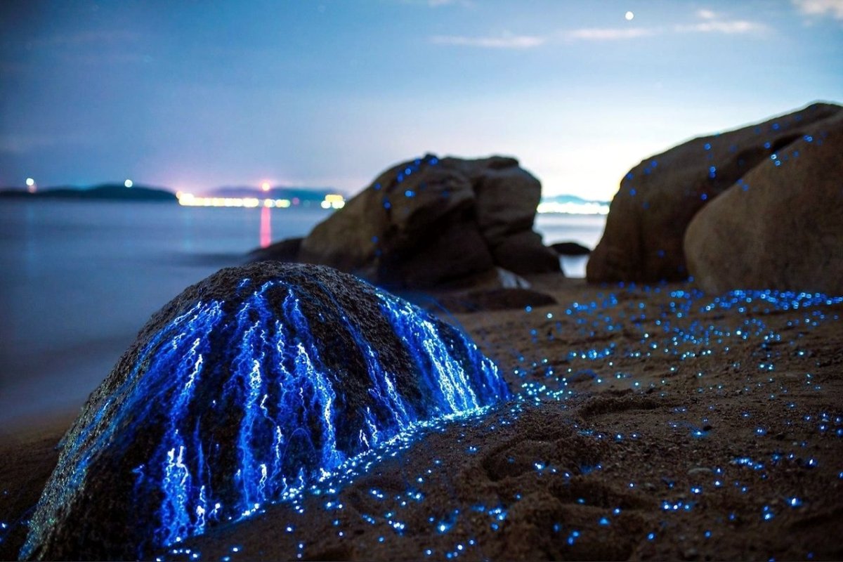 Водоросль ночесветка черное море