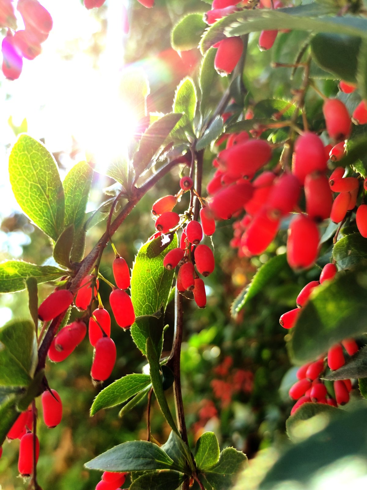 Berberis empetrifolia
