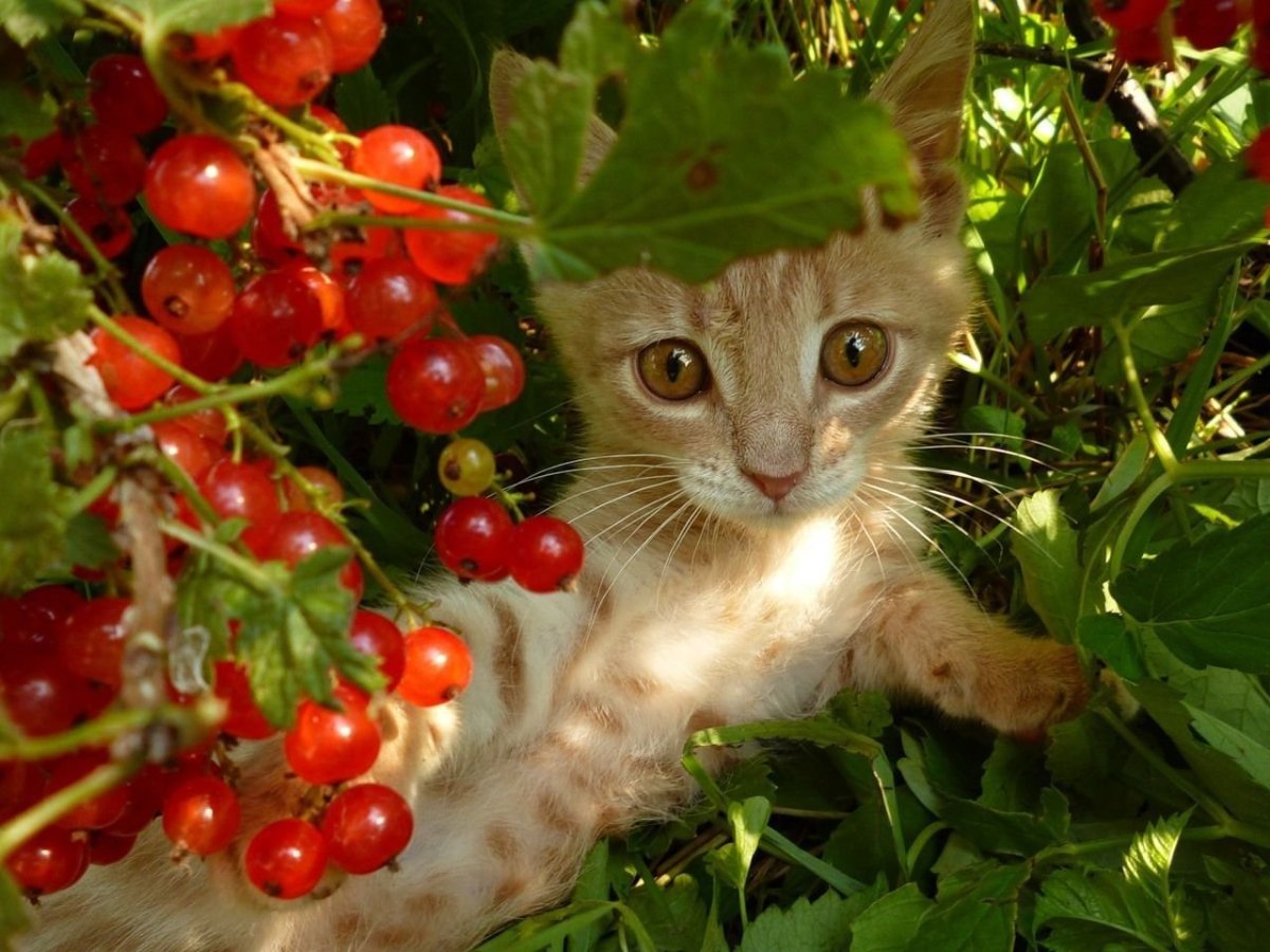 Кошка с ягодами