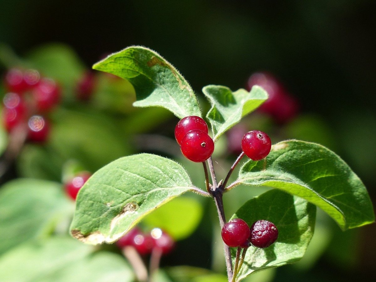 Wildberry ягода