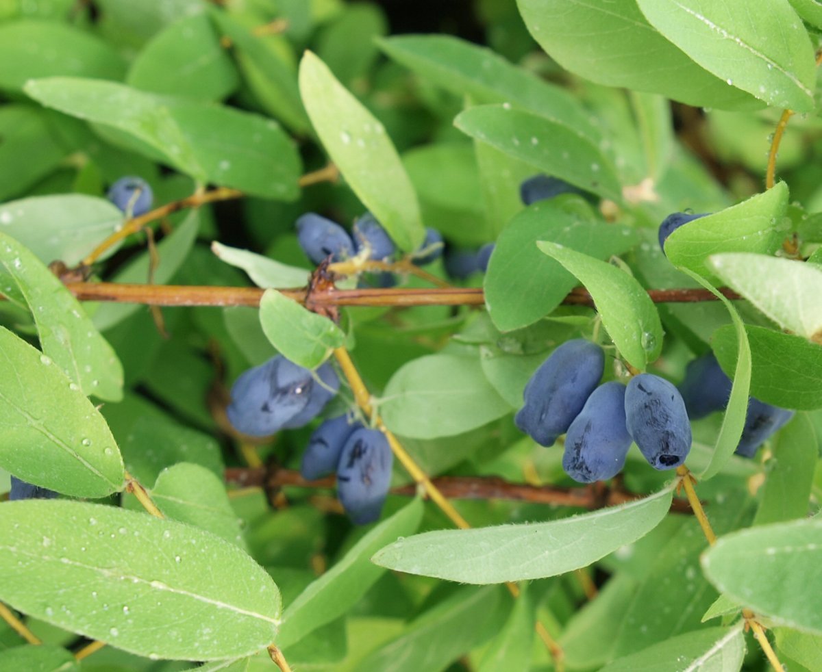 Жимолость съедобная (Lonicera edulis)