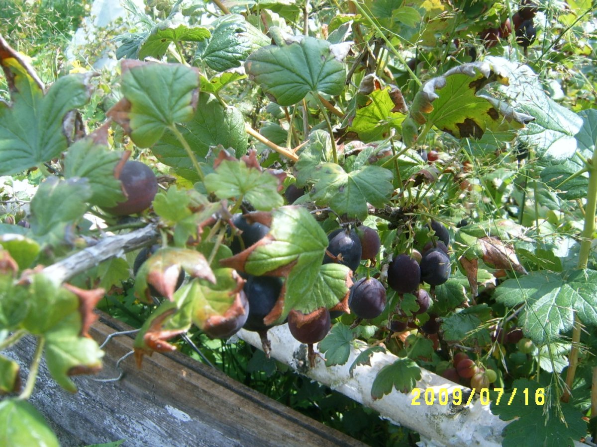 Окс крыжовник