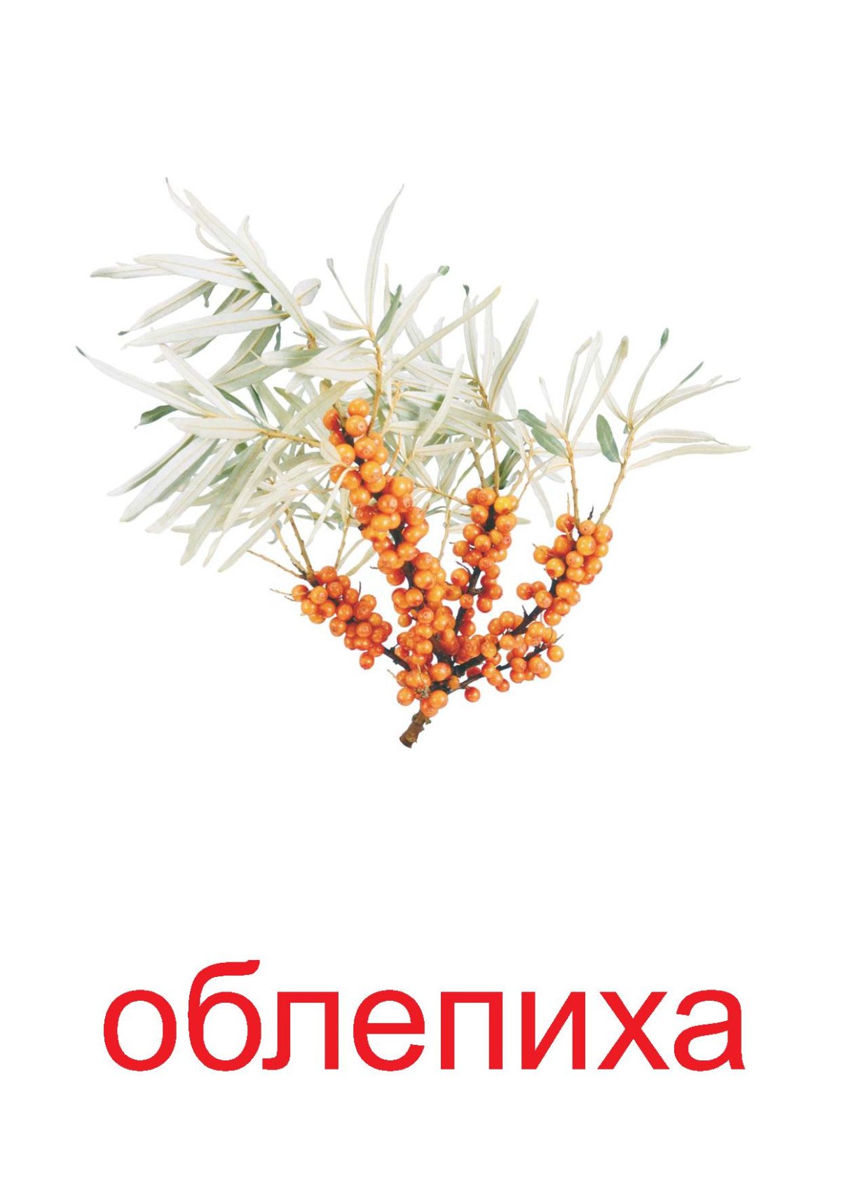 Облепиха карточки для детей