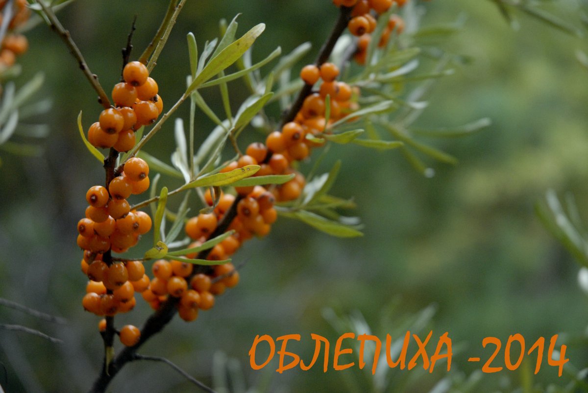 Чили облепиха