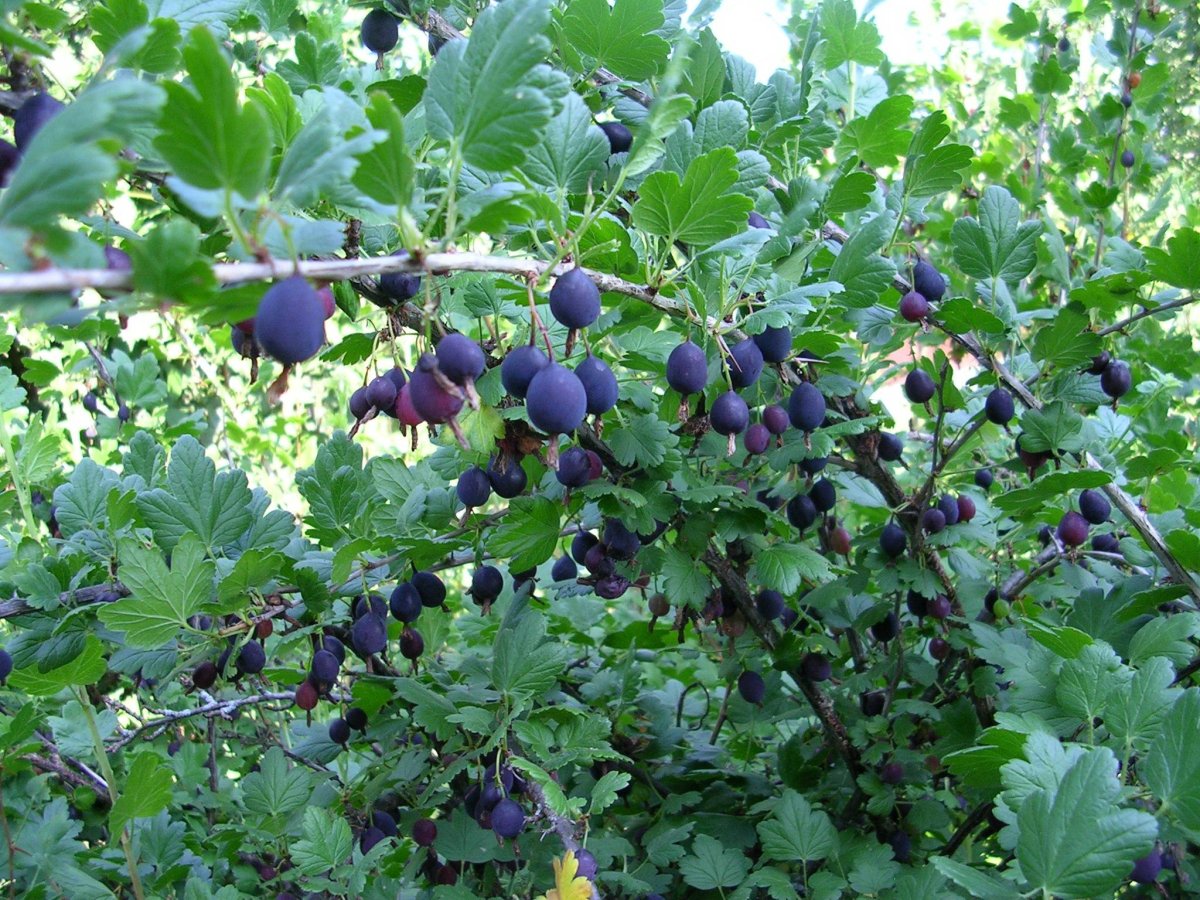 Крыжовник черный Негус куст