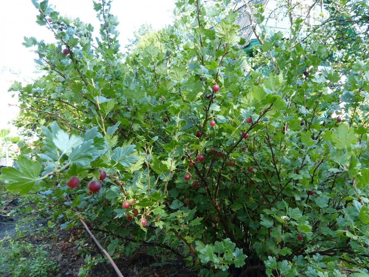 Плодовые кустарники крыжовник