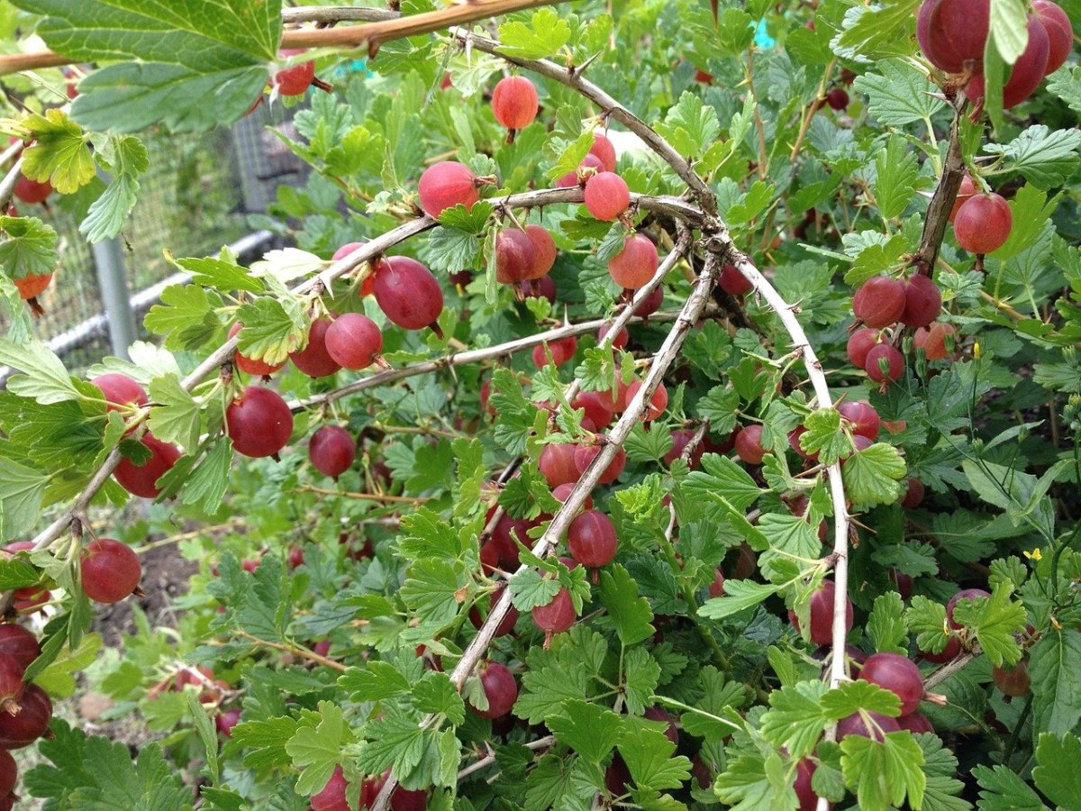 Крыжовник (ribes grossularia `Командор`)