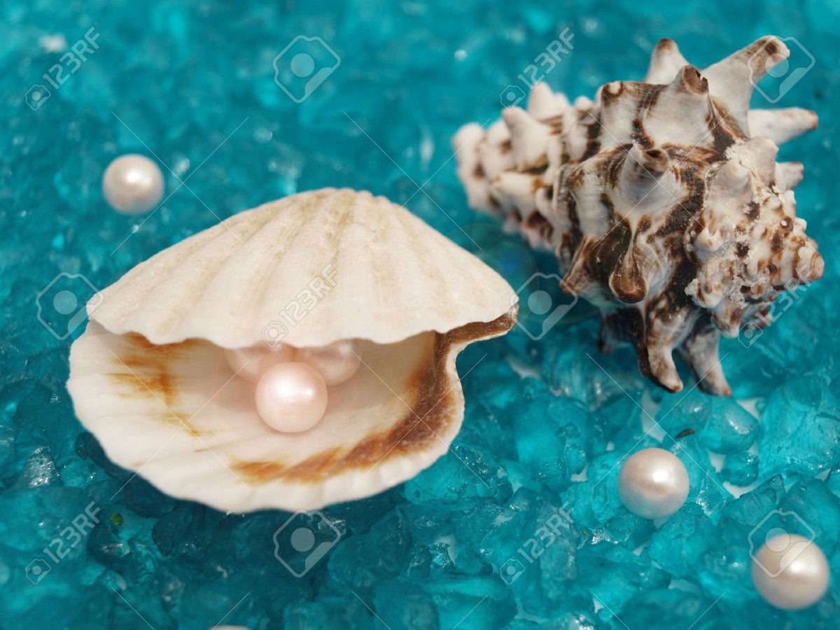Раковина на дне моря