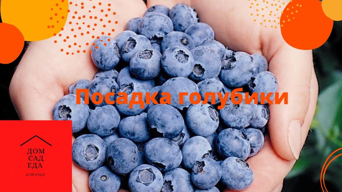 Голубика Эллиот