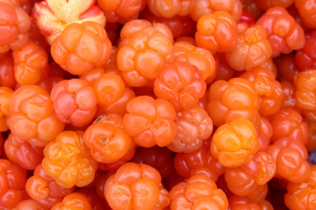 Морошка Cloudberry