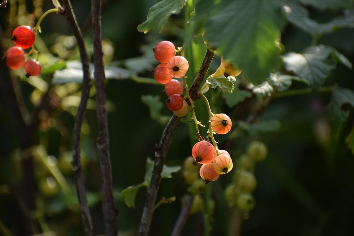Gardener Berries