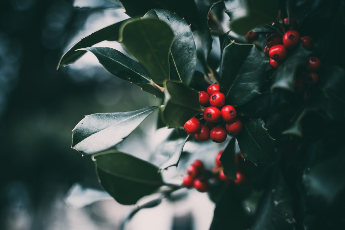 American Holly растение