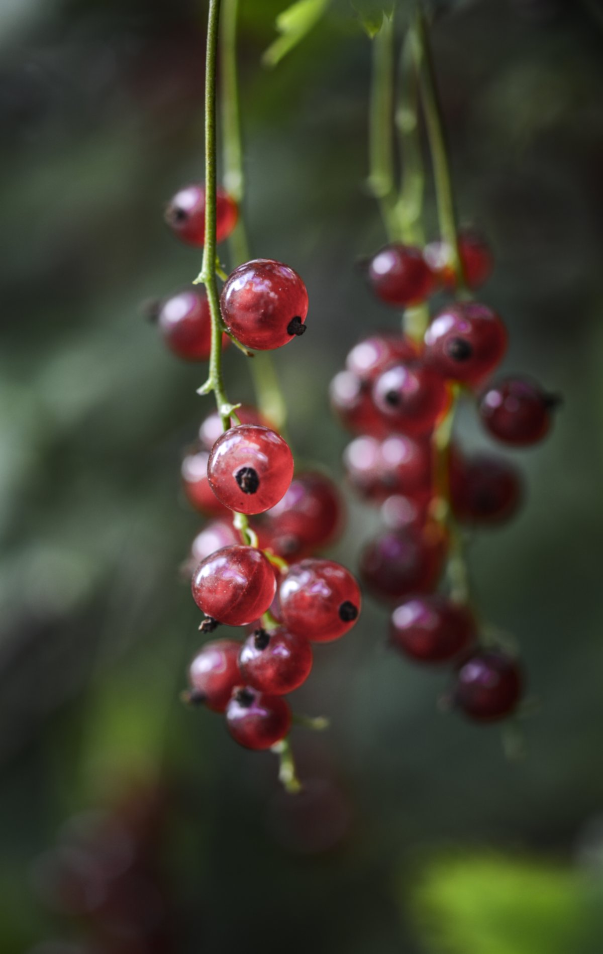 Смородина красная (ribes rubrum розовый жемчуг c5)