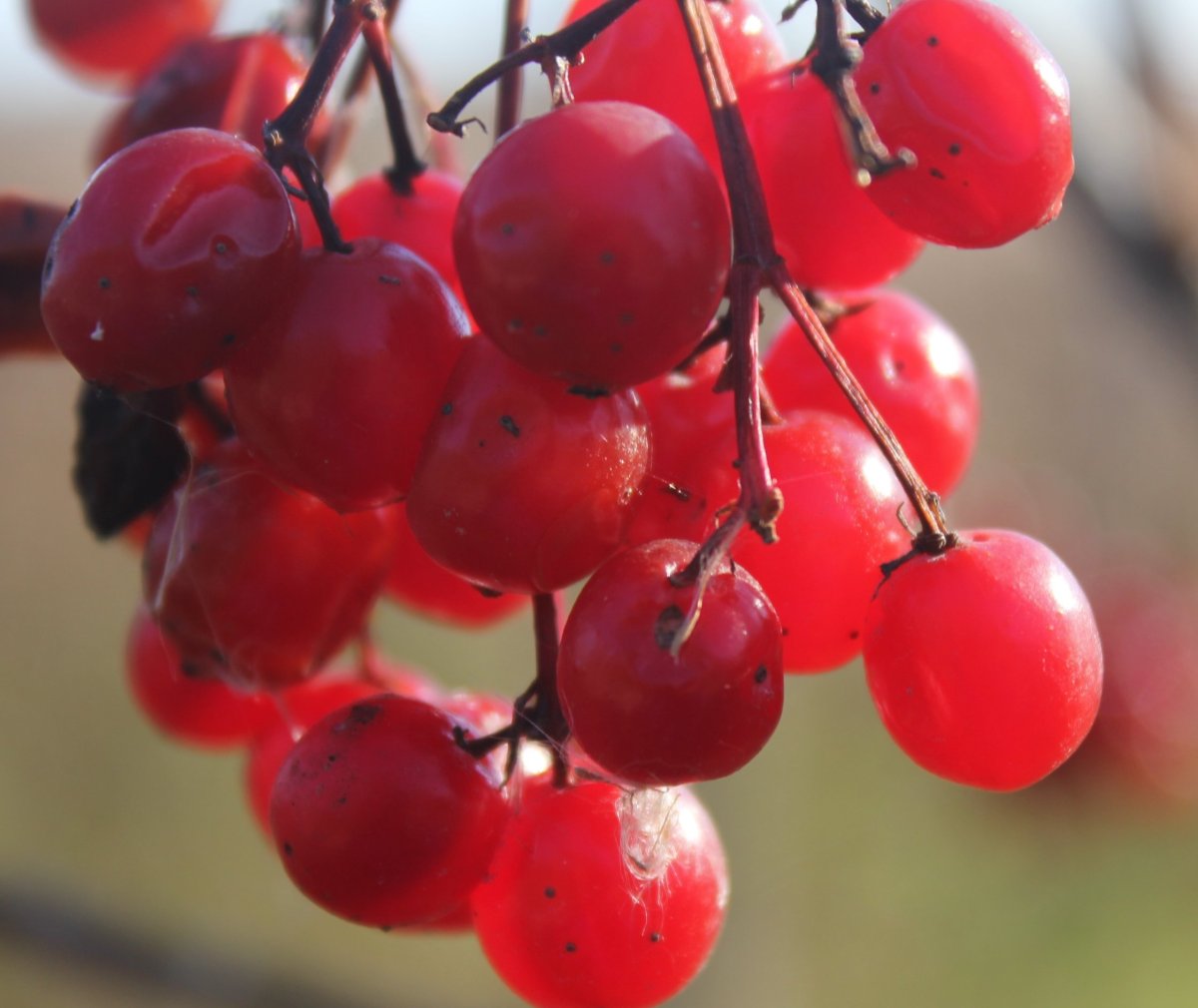 Redberry ягода