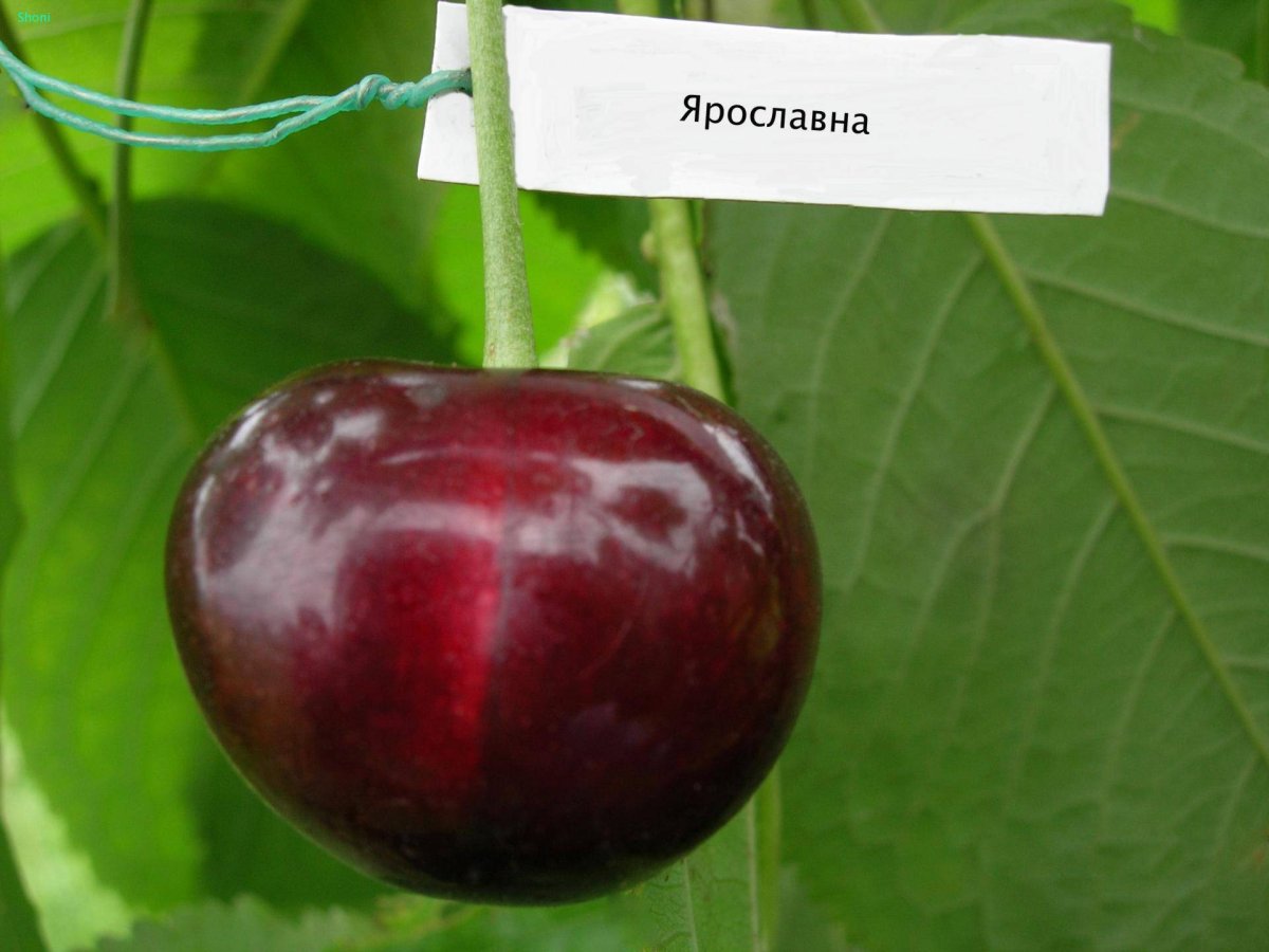 Черешня сорт Ярославна