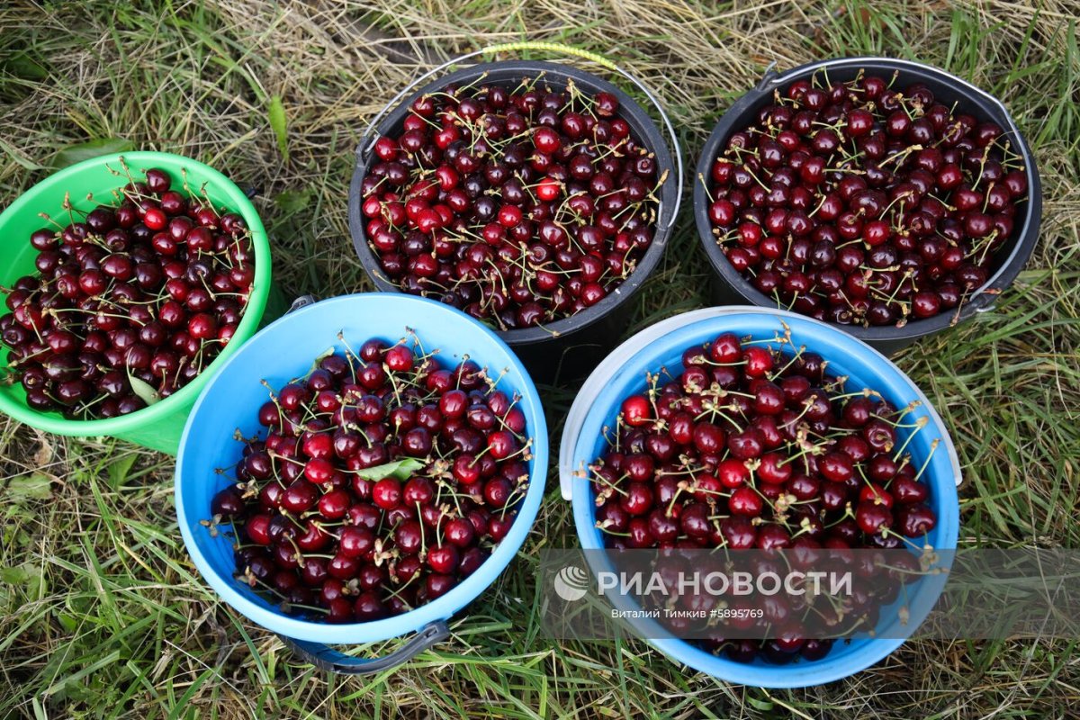 Сады черешни в Краснодарском крае