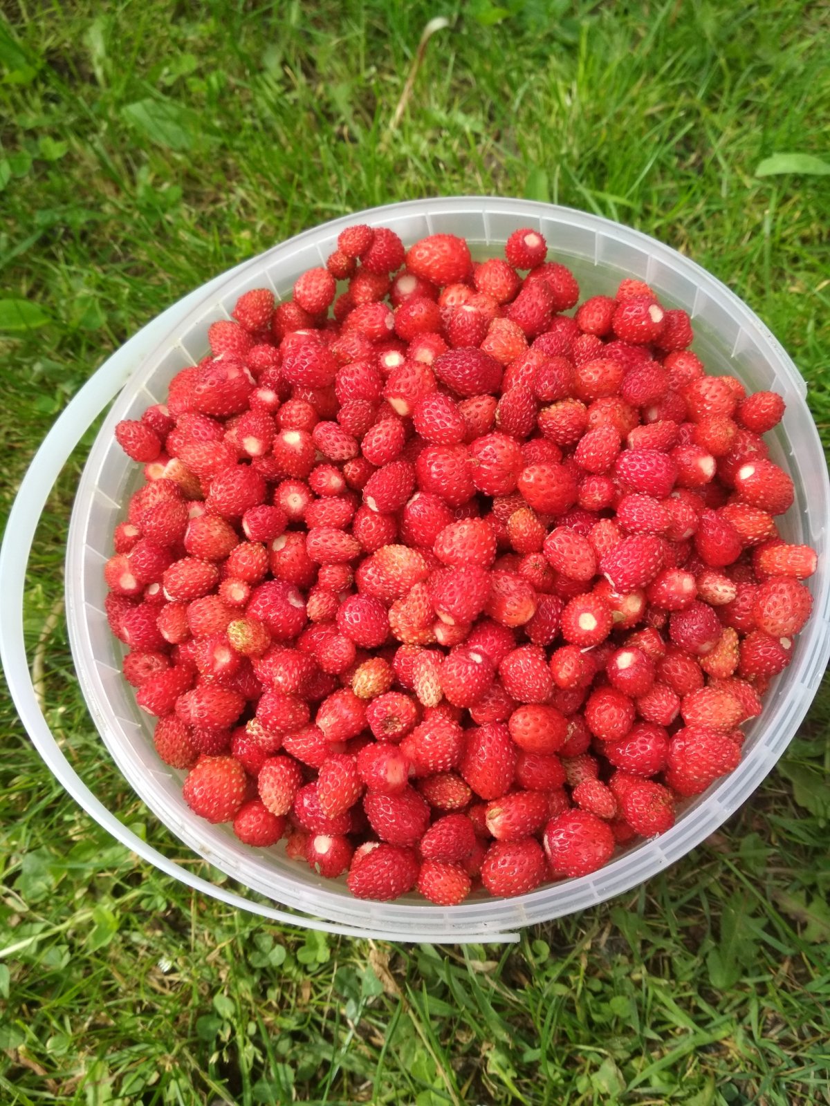 Лесная клубника и земляника