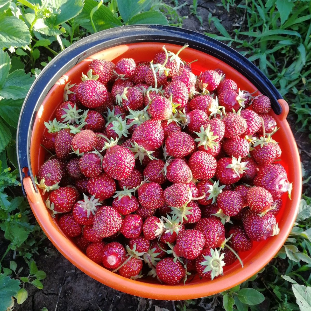 Дачная клубника