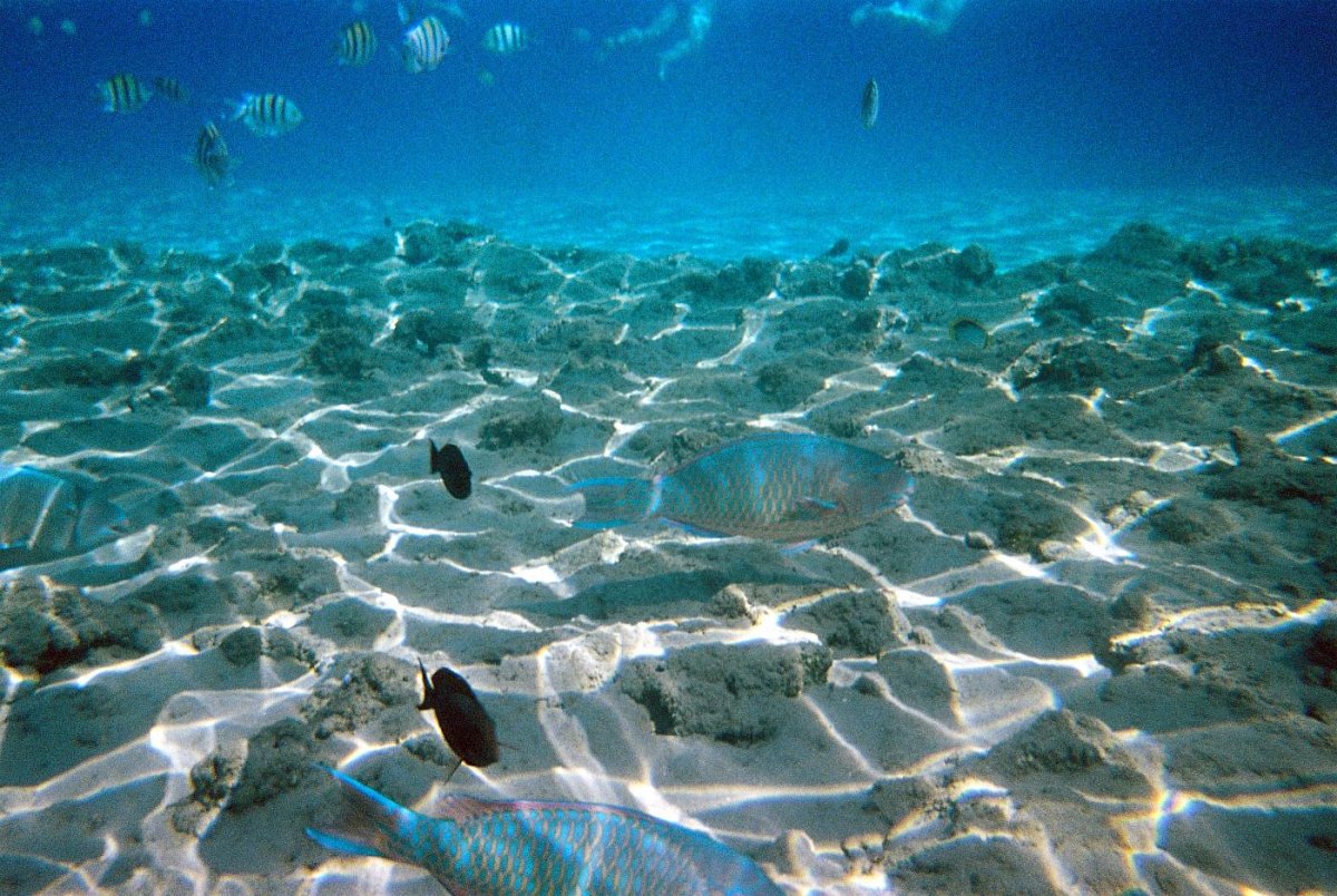 Красное море Египет Шарм-Эль-Шейх