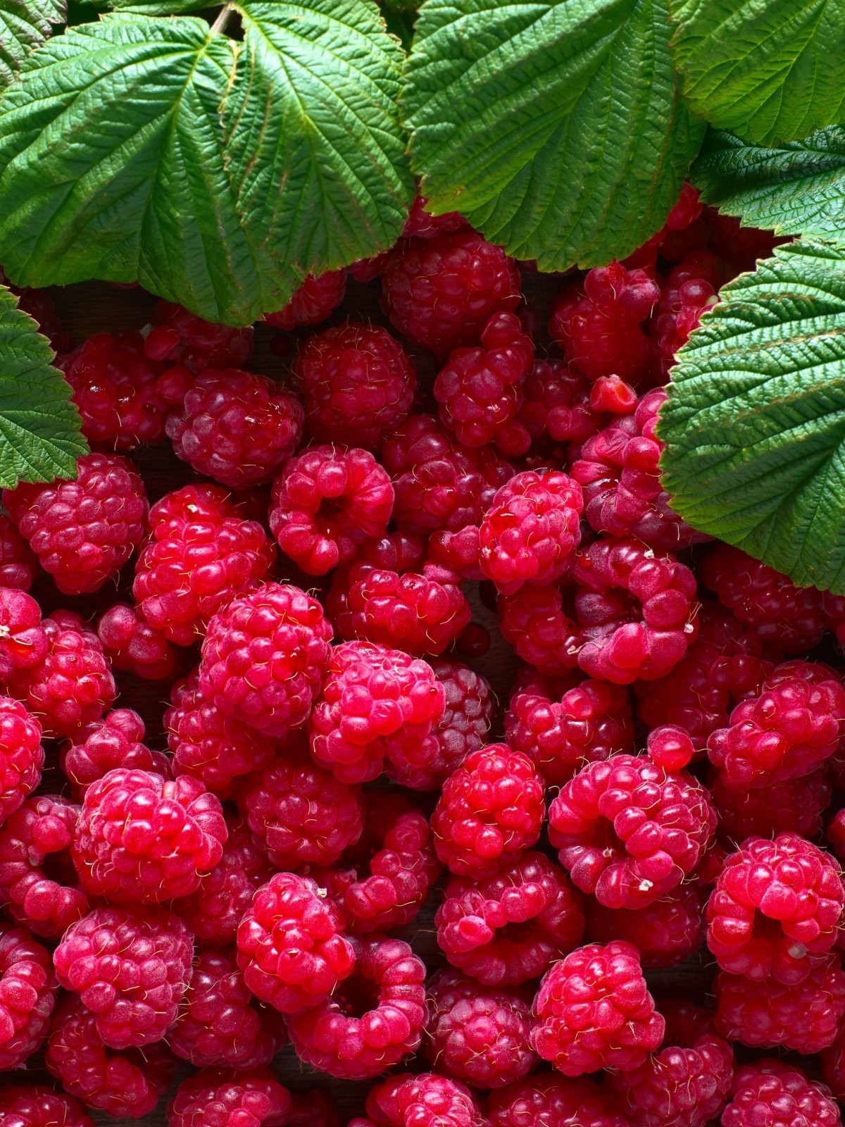 Малина куст