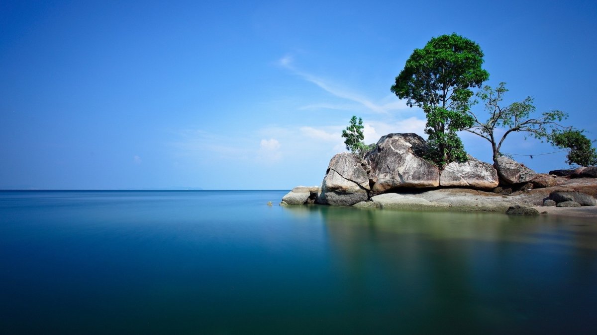 Пейзаж дерево море