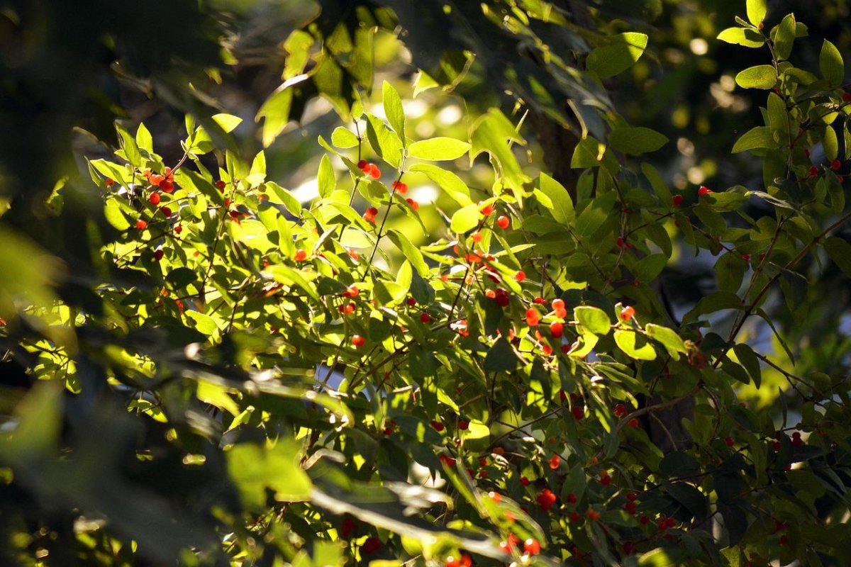 Poison Berries