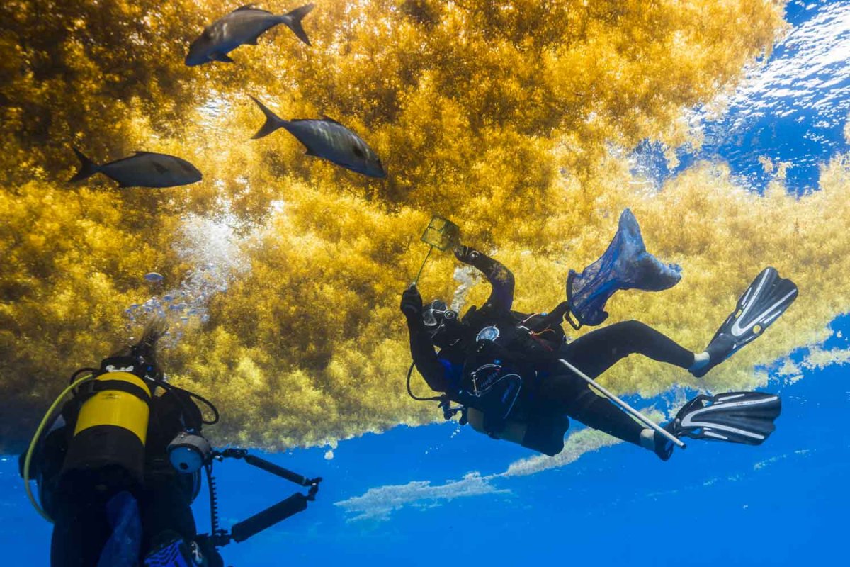 Саргассово море дайвинг