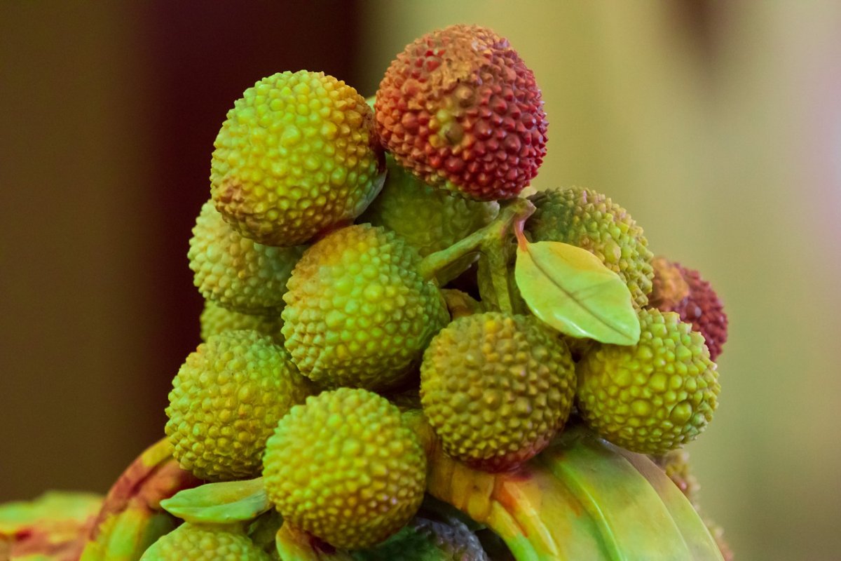 Восковница (Myrica)