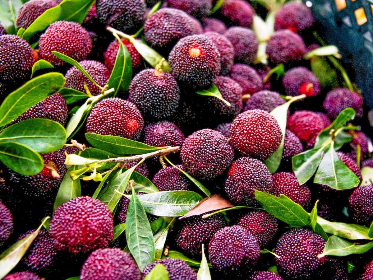 Восковница Myrica rubra