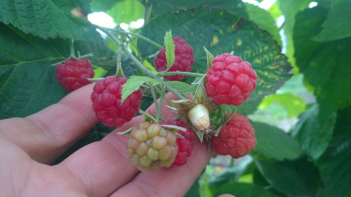 Малина для северных широт