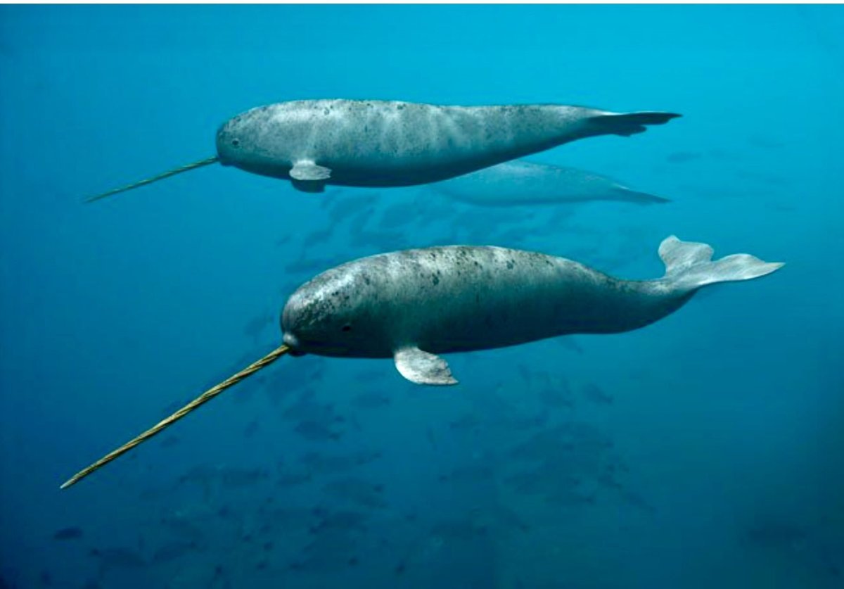 Нарвал (monodon Monoceros)