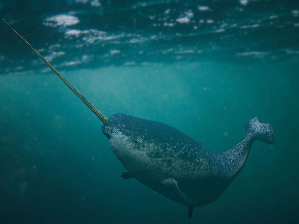 Нарвал (monodon Monoceros)