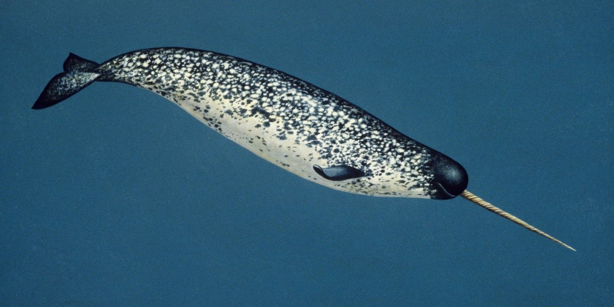 Нарвал морской Единорог