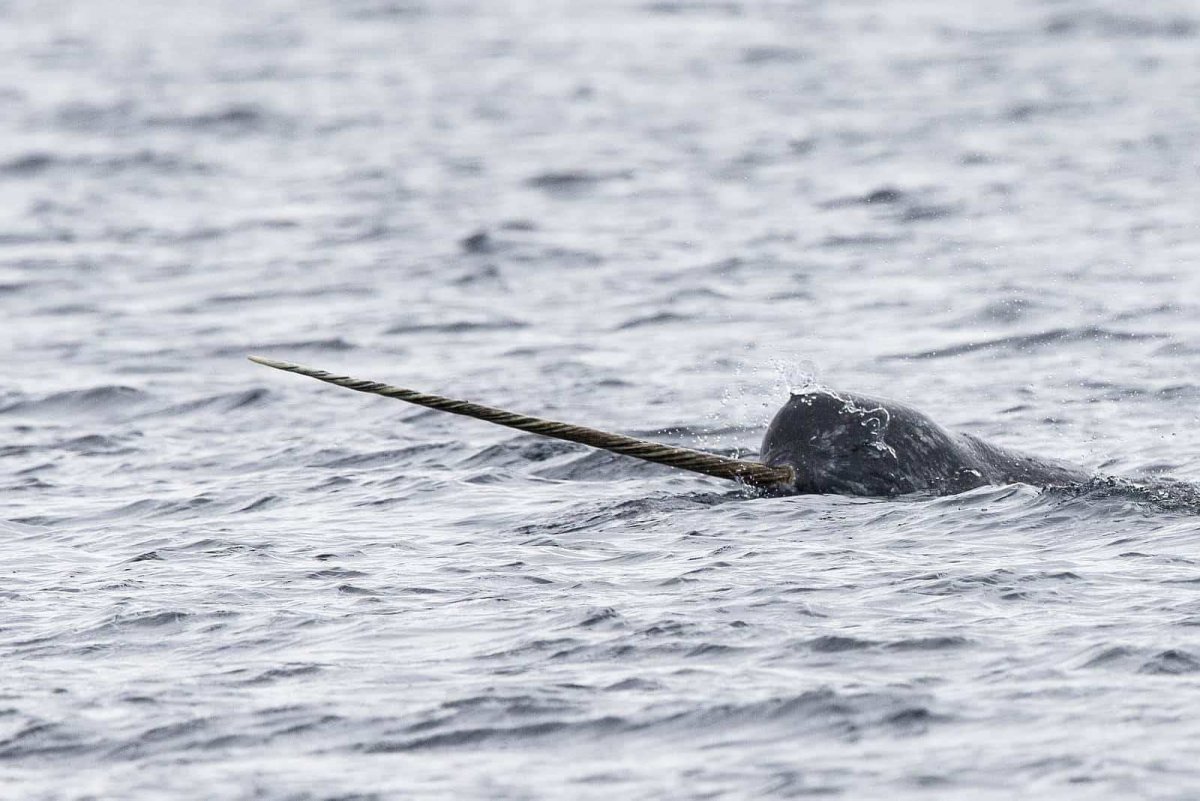 Нарвал Южно морской