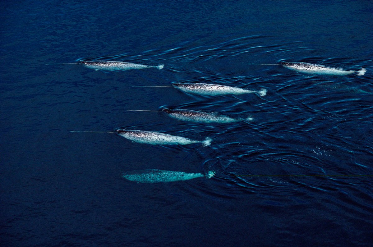 Нарвал (monodon Monoceros)