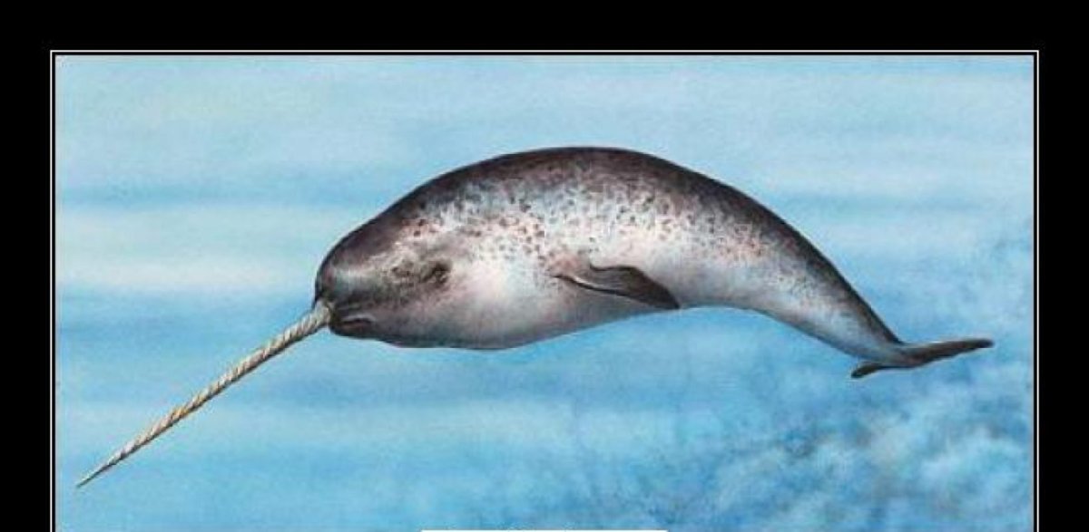 Monodon Monoceros