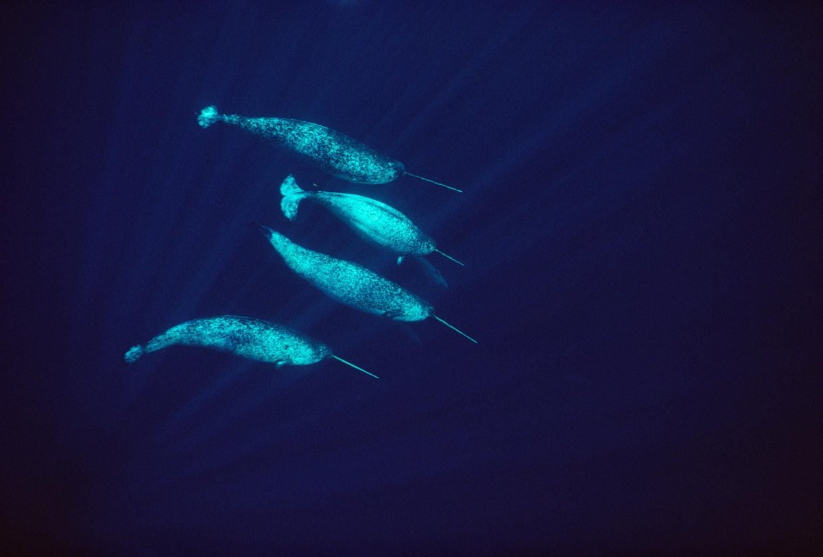 Monodon Monoceros