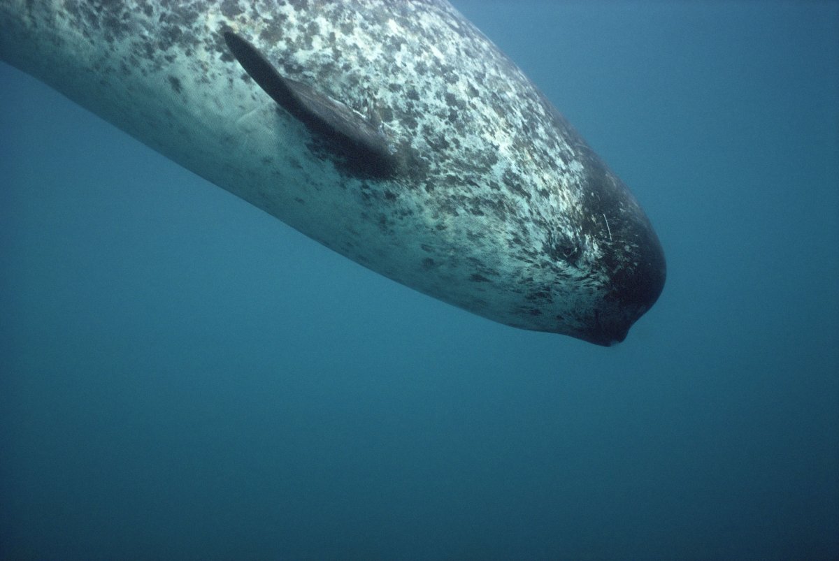 Нарвал (monodon Monoceros)