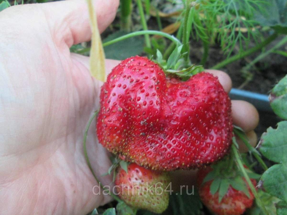 Сорт клубники Чамора