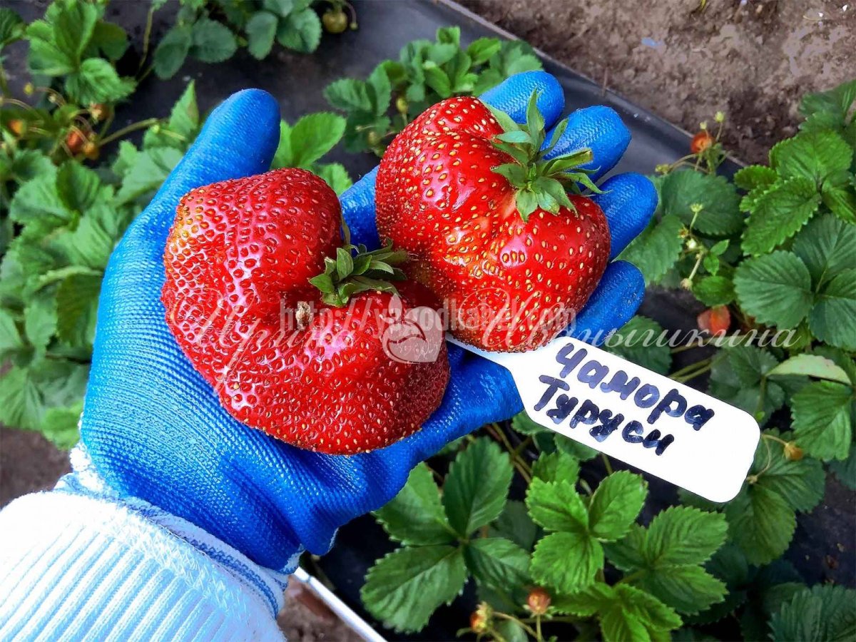 Земляника Садовая Чамора Туруси