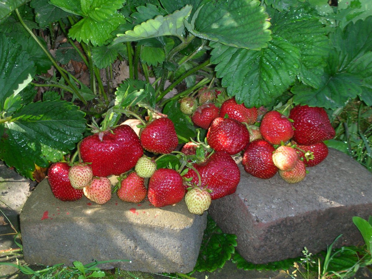 Сорт клубники Чамора