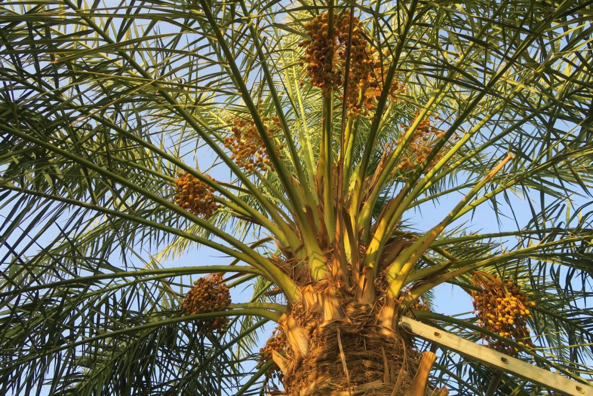 Palm Tree and Fruit